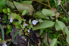 Impatiens rupicola